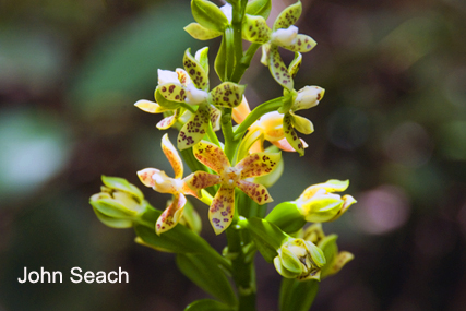 arenal orchid