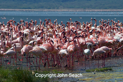 bogoria