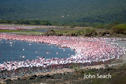 pink flamingo lake bogoria kenya