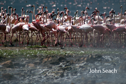 pink flaningo, kenya