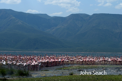 pink flamingos