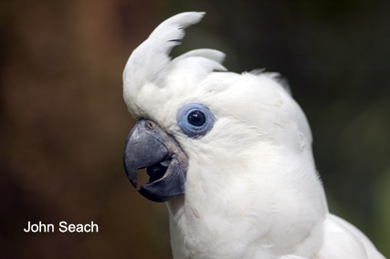 cockatoo