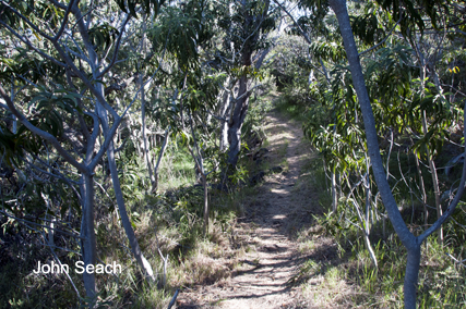 mauna loa trail