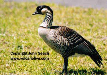 The NENE is Hawaiis state bird. Itis believed to have descended from ...