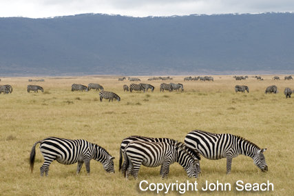 ngorongoro