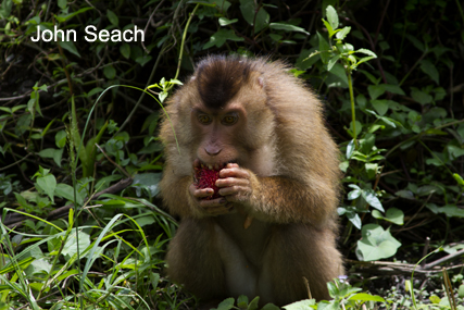 monkey subayak volcano