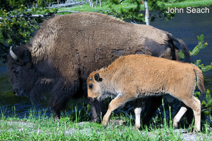 yellowstone bison
